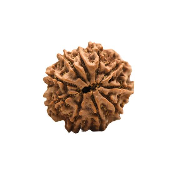 10 Mukhi Rudraksha