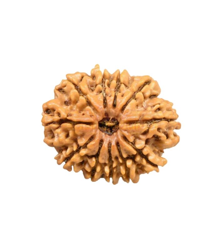 11 Mukhi Rudraksha