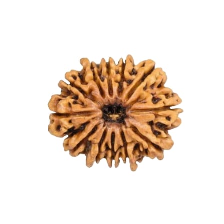 12 Mukhi Rudraksha