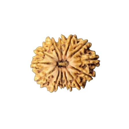 13 Mukhi Rudraksha
