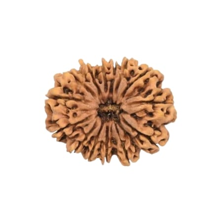 14 Mukhi Rudraksha