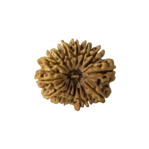 15 Mukhi Rudraksha