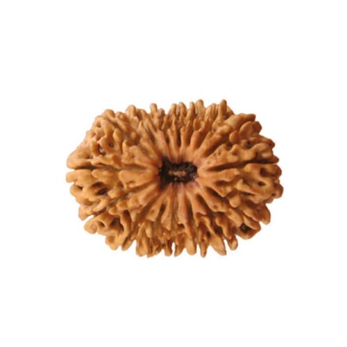 16 Mukhi Rudraksha