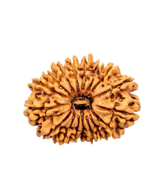 17 Mukhi Rudraksha