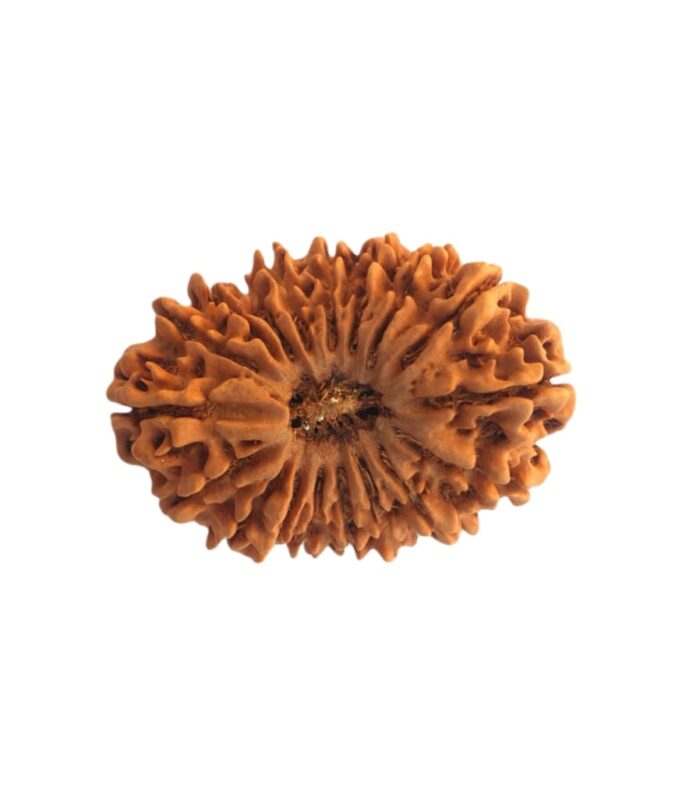 18 Mukhi Rudraksha