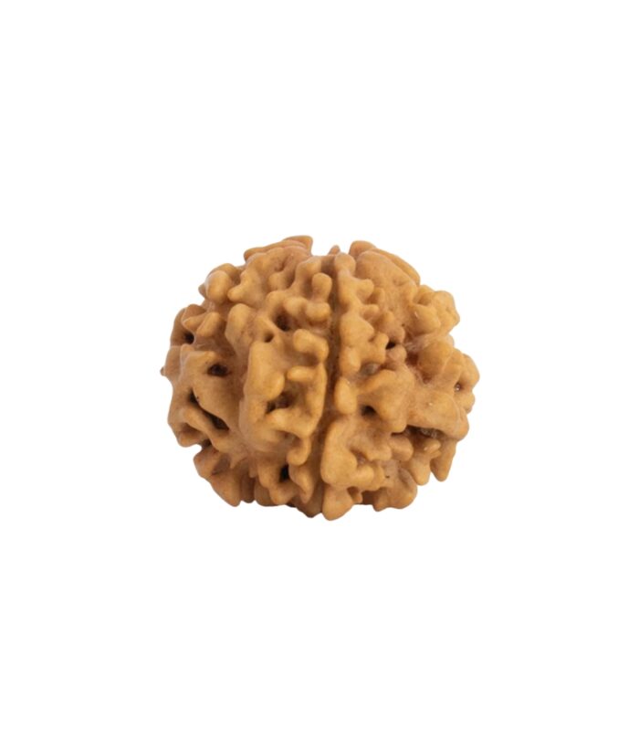 1 Mukhi Underdeveloped Rudraksha