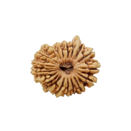 19 Mukhi Rudraksha