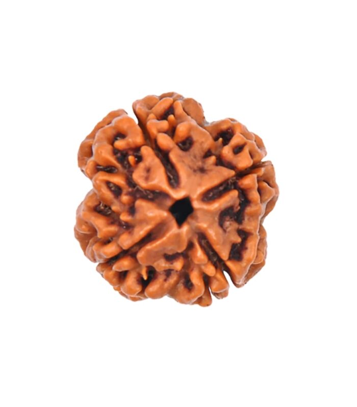 4 Mukhi Rudraksha
