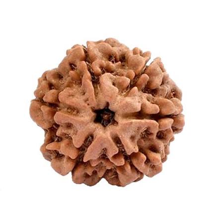 6 Mukhi Rudraksha