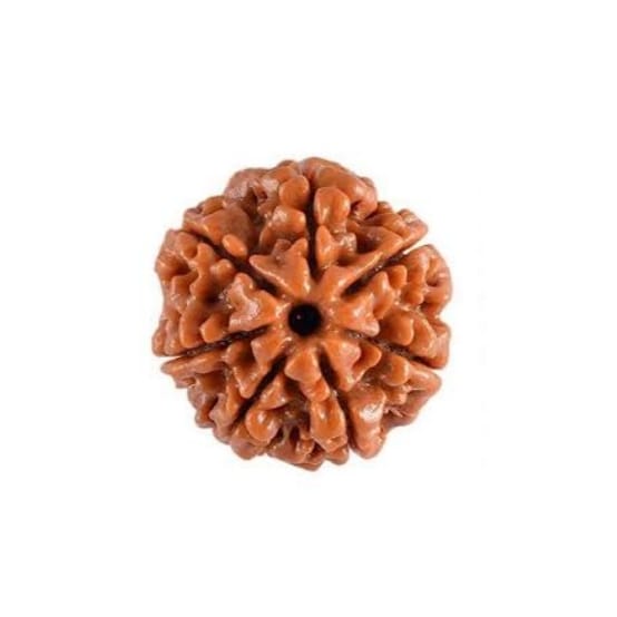 7 Mukhi Rudraksha