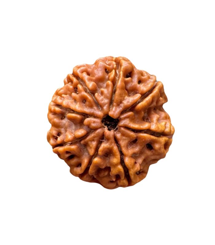 8 Mukhi Rudraksha