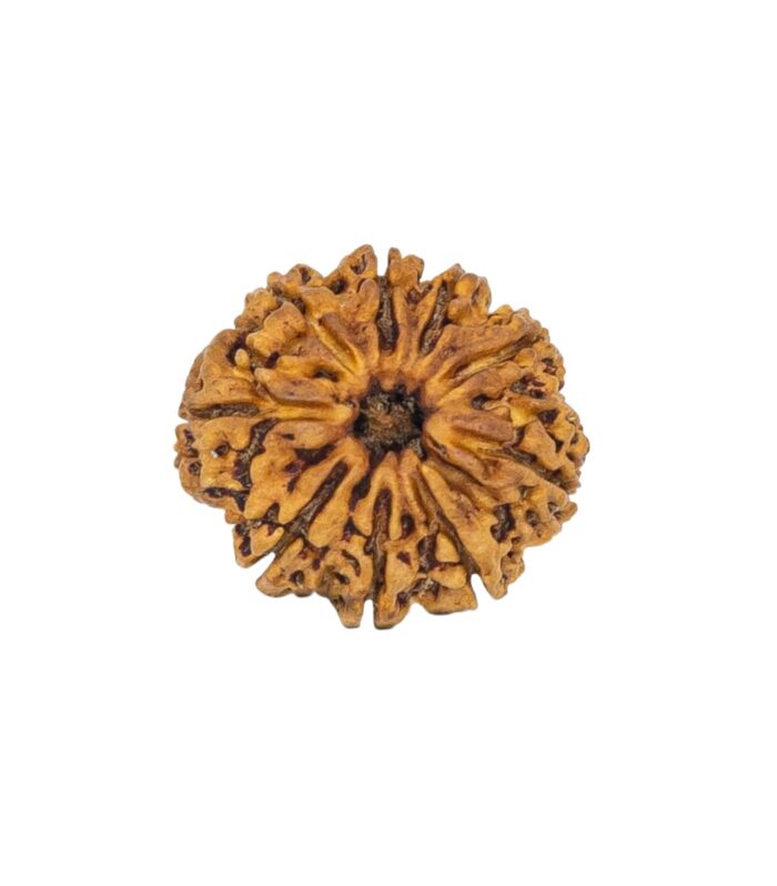 9 Mukhi Rudraksha