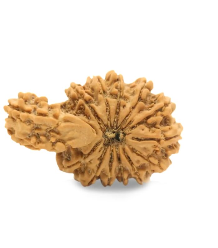 Ganesh Rudraksha